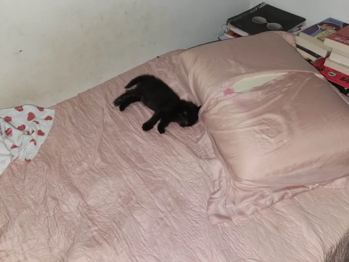 Gato ra a SRD-ViraLata idade 2 a 6 meses nome Robin