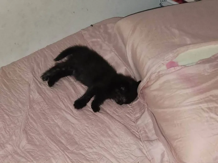 Gato ra a SRD-ViraLata idade 2 a 6 meses nome Robin