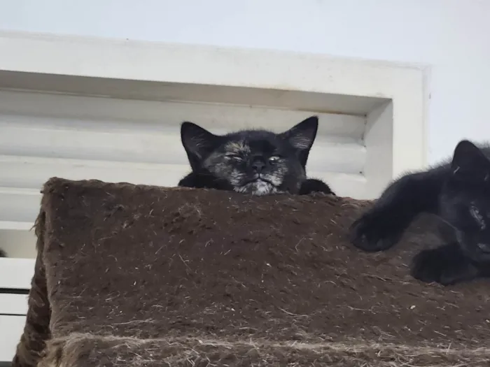 Gato ra a SRD-ViraLata idade 2 a 6 meses nome Ravena