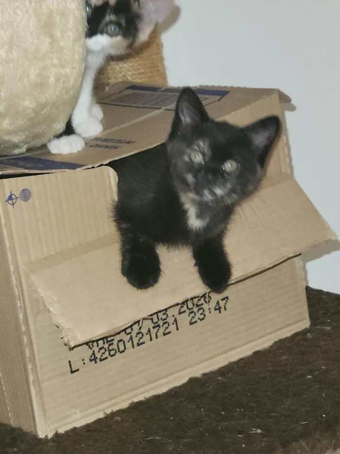 Gato ra a SRD-ViraLata idade 2 a 6 meses nome Ravena