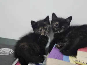 Gato raça SRD-ViraLata idade 2 a 6 meses nome Ravena