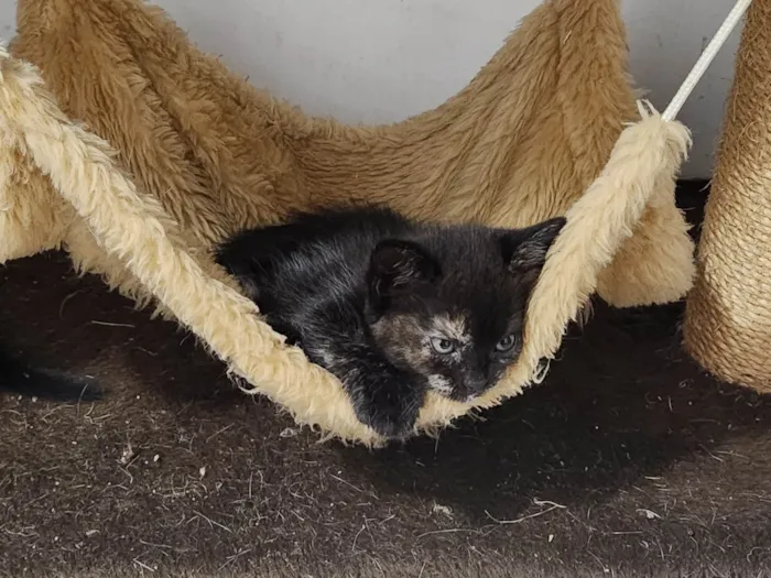 Gato ra a SRD-ViraLata idade 2 a 6 meses nome Ravena