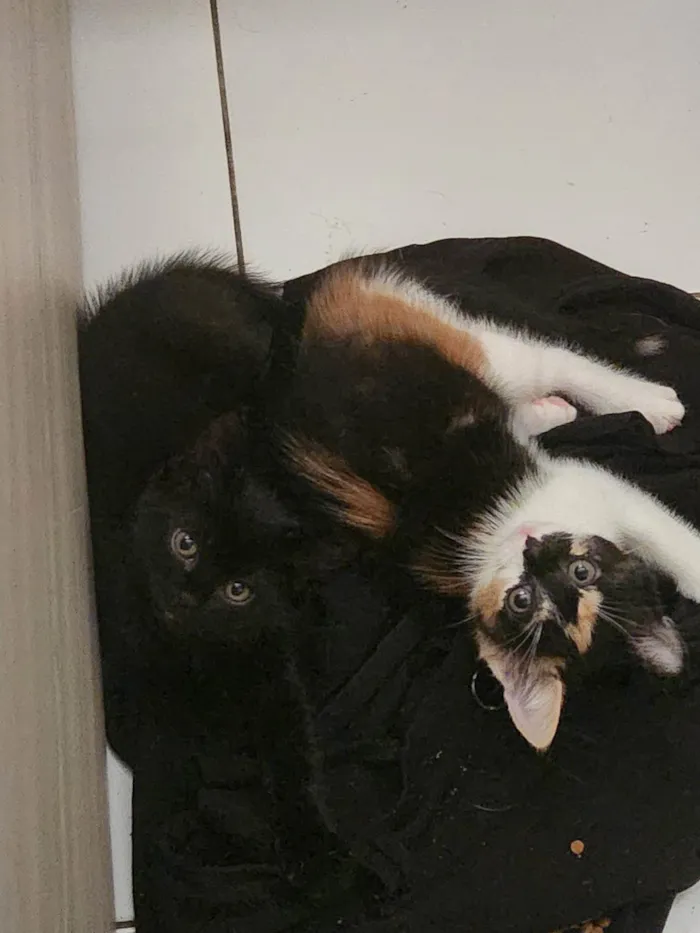 Gato ra a SRD-ViraLata idade 2 a 6 meses nome Estelar