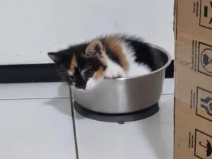 Gato raça SRD-ViraLata idade 2 a 6 meses nome Estelar