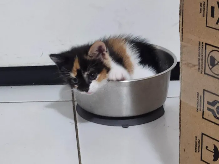Gato ra a SRD-ViraLata idade 2 a 6 meses nome Estelar