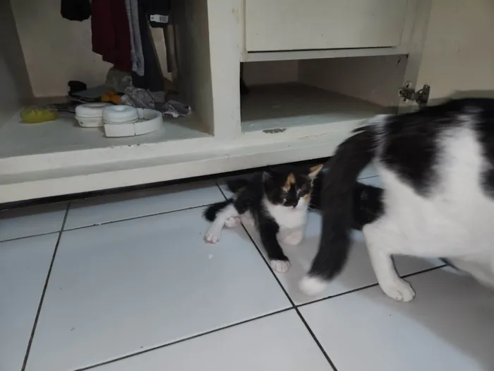 Gato ra a SRD-ViraLata idade 2 a 6 meses nome Estelar