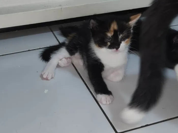 Gato ra a SRD-ViraLata idade 2 a 6 meses nome Estelar