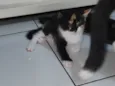 Estelar