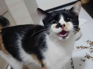 Gato raça SRD-ViraLata idade 7 a 11 meses nome Ártemis 