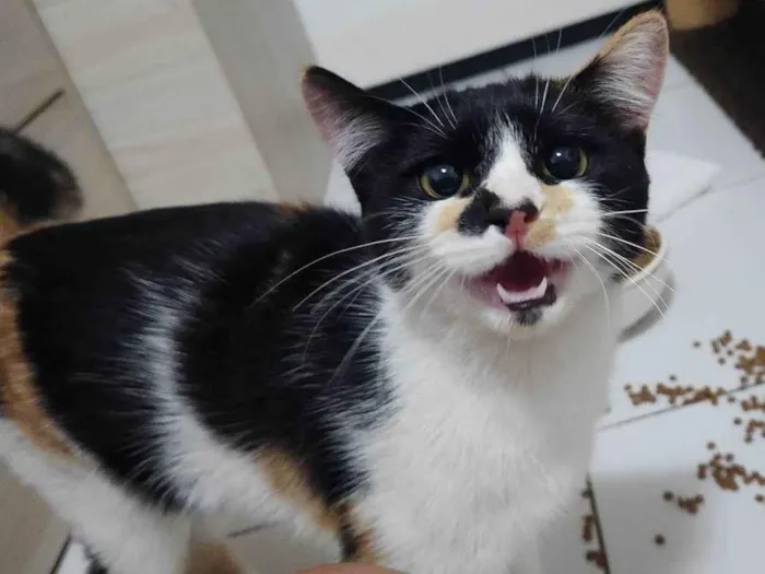Gato ra a SRD-ViraLata idade 7 a 11 meses nome Ártemis 