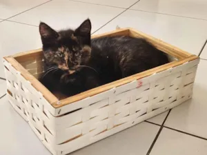 Gato raça SRD-ViraLata idade 2 a 6 meses nome Estrelinha