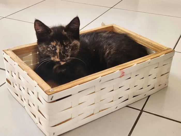 Gato ra a SRD-ViraLata idade 2 a 6 meses nome Estrelinha