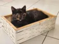 Estrelinha