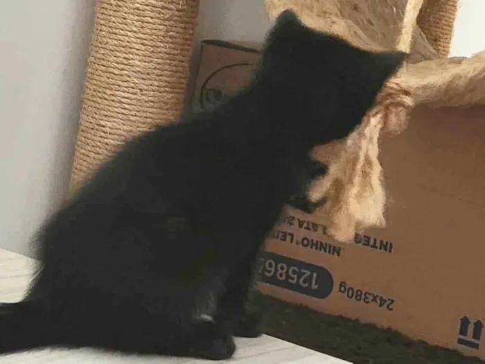 Gato ra a SRD-ViraLata idade 2 a 6 meses nome Robin