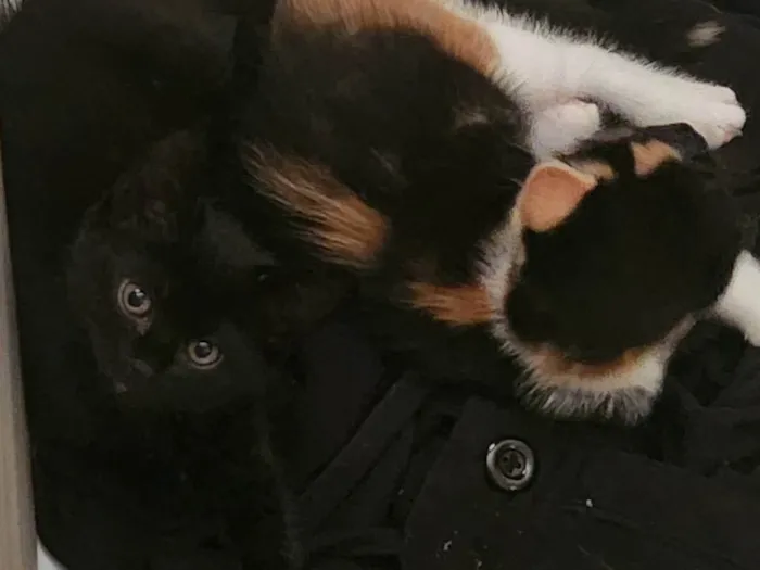 Gato ra a SRD-ViraLata idade 2 a 6 meses nome Robin