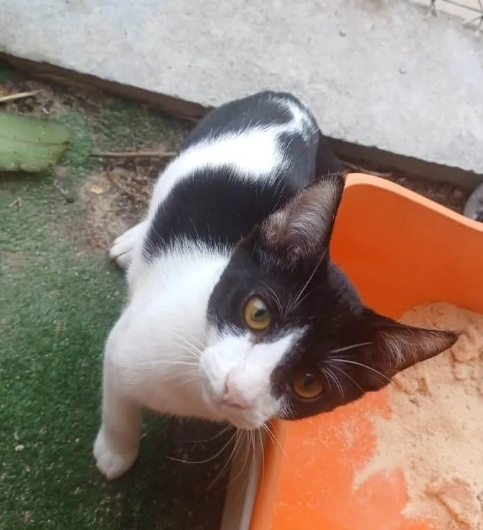 Gato ra a SRD-ViraLata idade 7 a 11 meses nome Adoção Urgente
