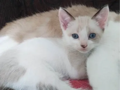 Gato raça SRD-ViraLata idade 2 a 6 meses nome Filhote Urgente