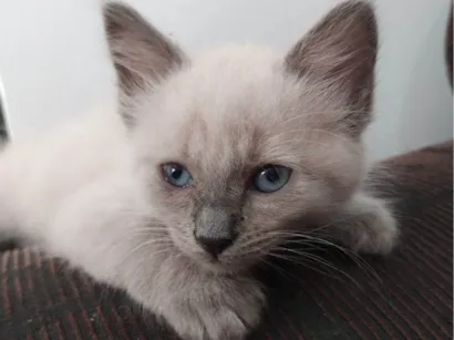 Gato raça SRD-ViraLata idade Abaixo de 2 meses nome Filhotes Urgente