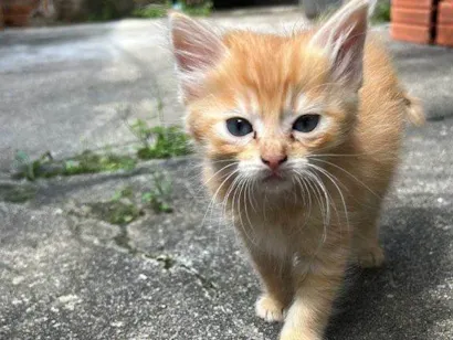 Gato raça SRD-ViraLata idade Abaixo de 2 meses nome Filhotes Urgente