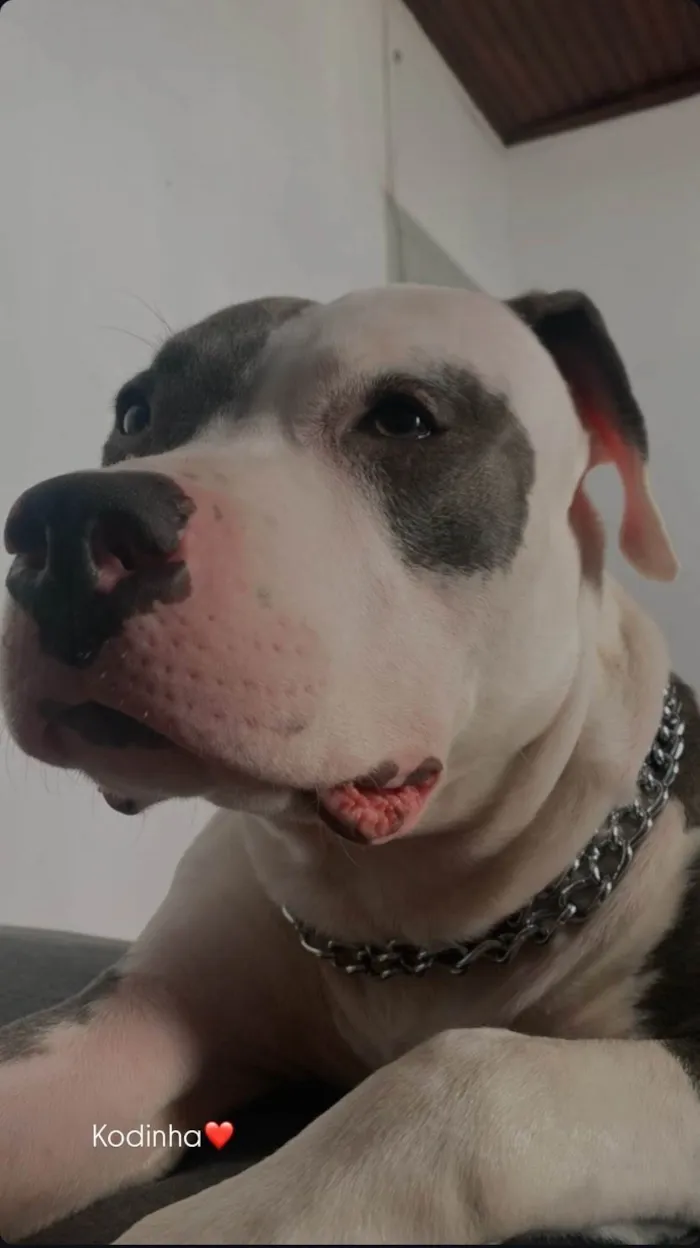 Cachorro ra a Pit-Bull idade 1 ano nome Koda