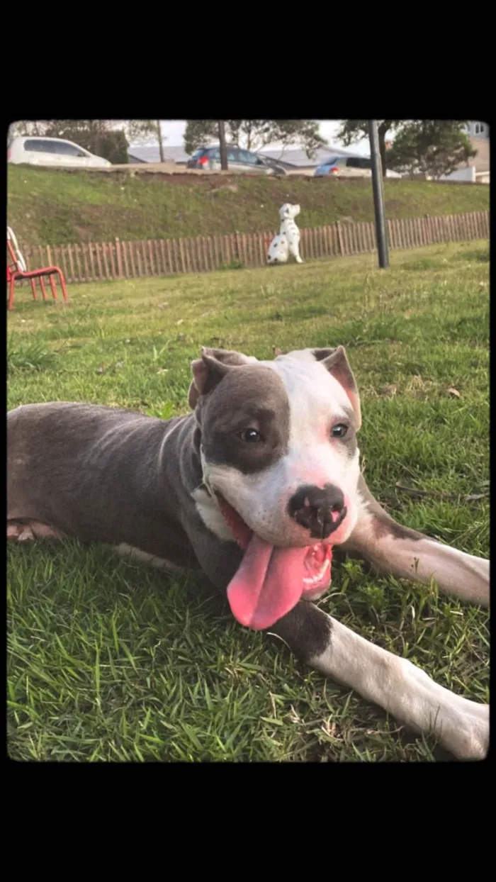 Cachorro ra a Pit-Bull idade 1 ano nome Koda