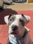 Koda