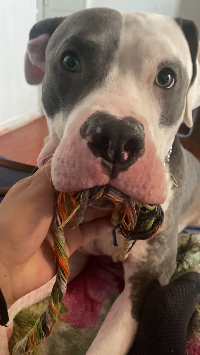 Cachorro ra a Pit-Bull idade 1 ano nome Koda