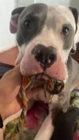 Koda