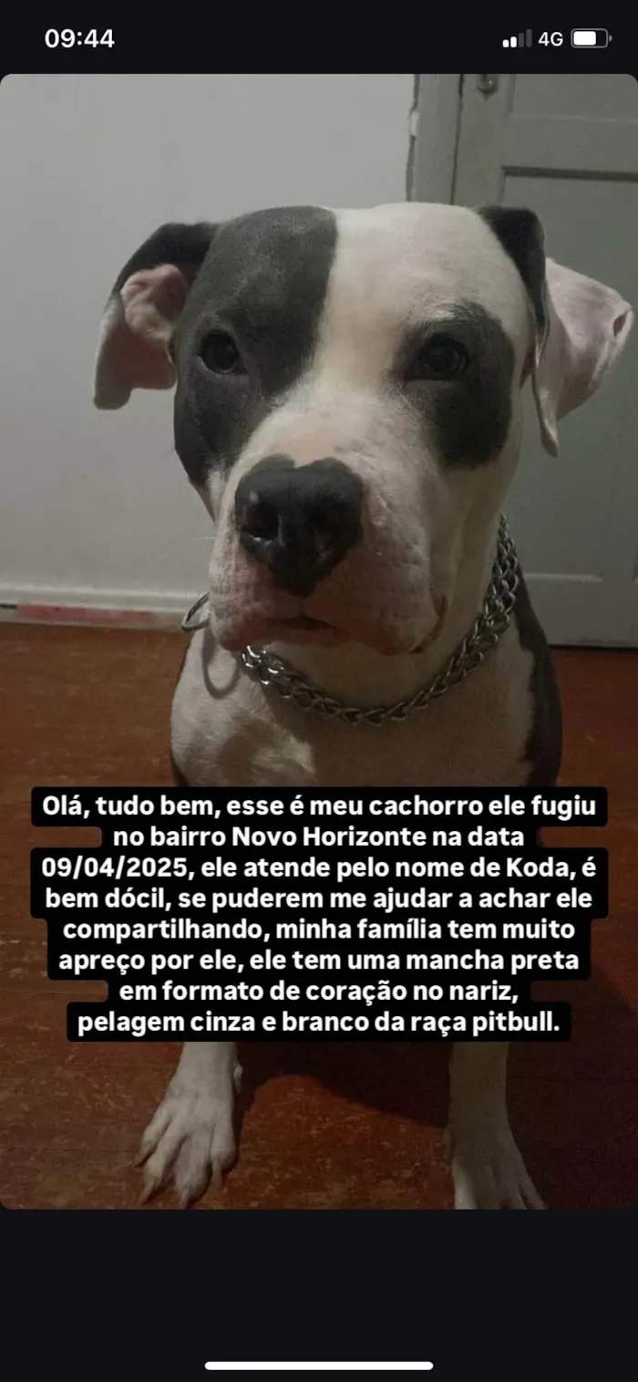 Cachorro ra a Pit-Bull idade 1 ano nome Koda