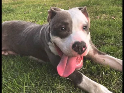 Cachorro raça Pit-Bull idade 1 ano nome Koda