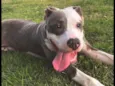 Koda
