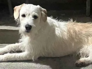 Cachorro raça SRD-ViraLata idade 7 a 11 meses nome Adoção Urgente