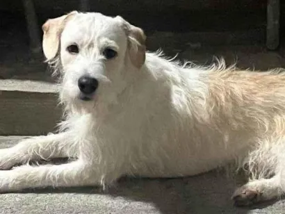 Cachorro raça SRD-ViraLata idade 7 a 11 meses nome Adoção Urgente