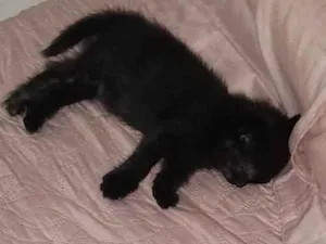Gato raça SRD-ViraLata idade 2 a 6 meses nome Robin