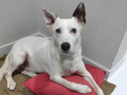 Cachorro raça SRD-ViraLata idade 7 a 11 meses nome Adoção Urgente