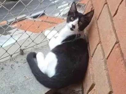 Gato raça SRD-ViraLata idade 7 a 11 meses nome Adoção Urgente