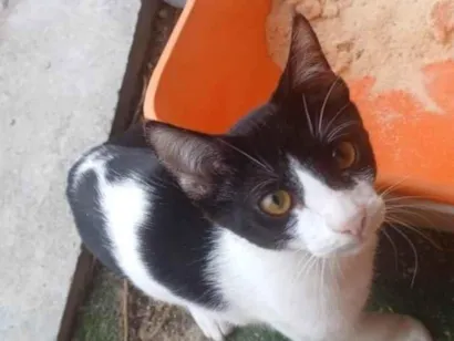 Gato raça SRD-ViraLata idade 7 a 11 meses nome Adoção Urgente