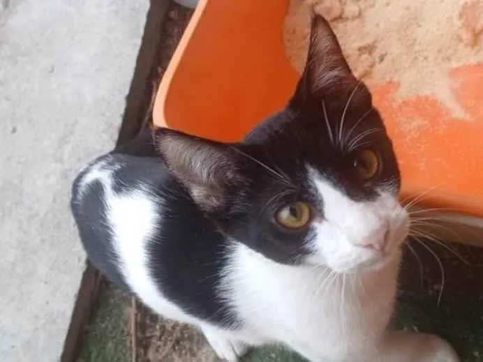 Gato ra a SRD-ViraLata idade 7 a 11 meses nome Adoção Urgente
