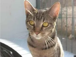 Gato raça SRD-ViraLata idade 7 a 11 meses nome 2 Gatos Urgente