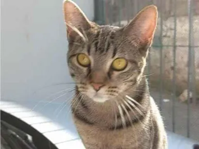 Gato raça SRD-ViraLata idade 7 a 11 meses nome 2 Gatos Urgente