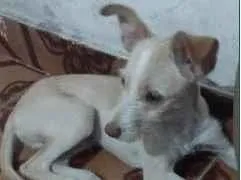 Cachorro raça SRD-ViraLata idade 7 a 11 meses nome Porte P/M Urgente