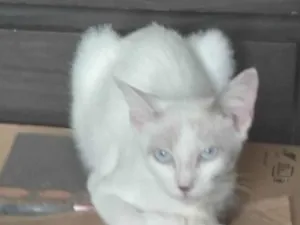 Gato raça SRD-ViraLata idade 2 a 6 meses nome ADOTADA Baby