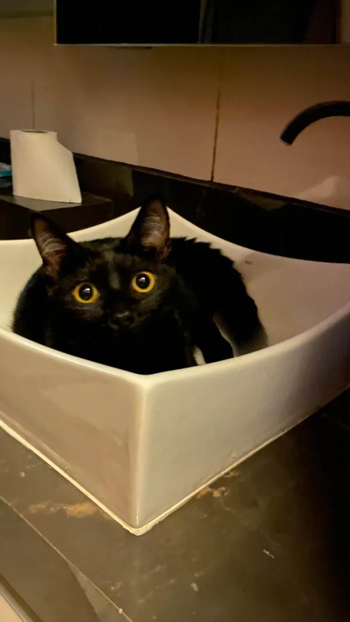 Gato ra a SRD-ViraLata idade 2 anos nome Fúria
