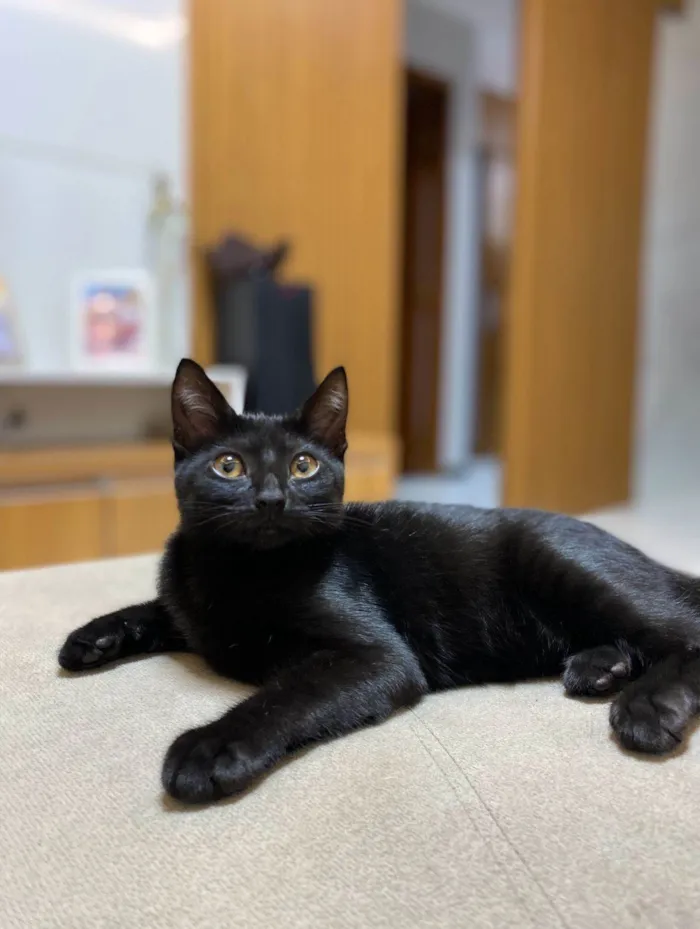 Gato ra a SRD-ViraLata idade 2 anos nome Fúria