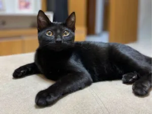 Gato raça SRD-ViraLata idade 2 anos nome Fúria