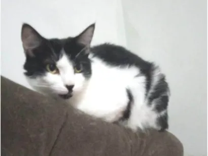 Gato raça SRD-ViraLata idade 2 anos nome Hanna