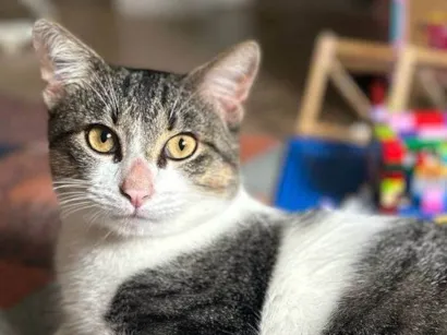 Gato raça SRD-ViraLata idade 7 a 11 meses nome Totoro