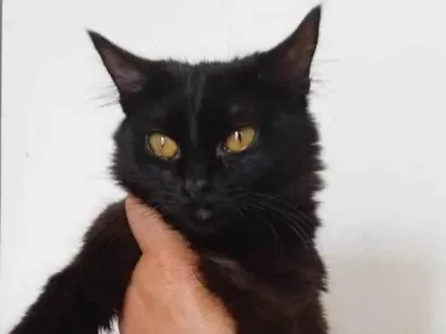 Gato raça SRD-ViraLata idade 1 ano nome Rosa