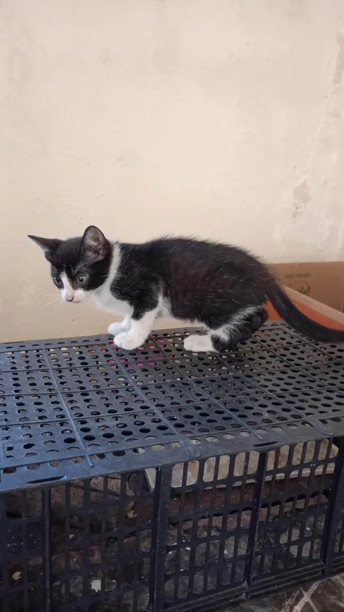 Gato ra a SRD-ViraLata idade 2 a 6 meses nome LUIS CARLOS DE OLIVEIRA