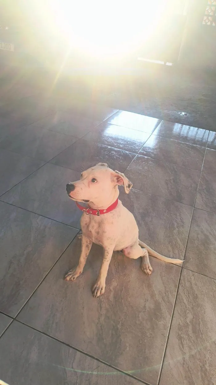 Cachorro ra a Pit-Bull idade 2 a 6 meses nome Mel 